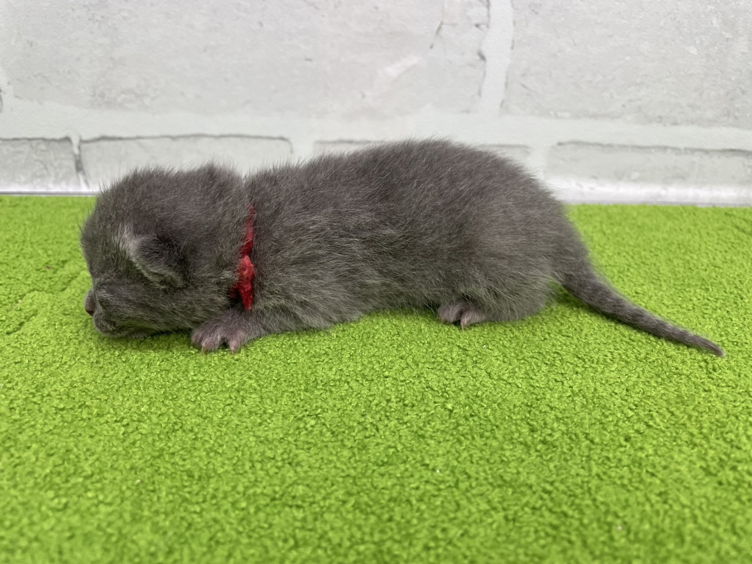 赤ちゃん写真1-2