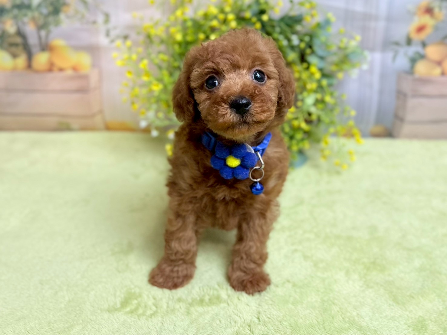 赤ちゃん写真3-1