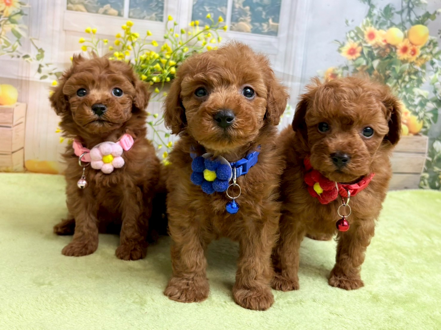 赤ちゃん写真3-3