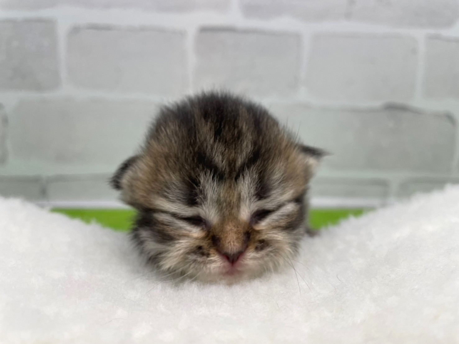 赤ちゃん写真1-1