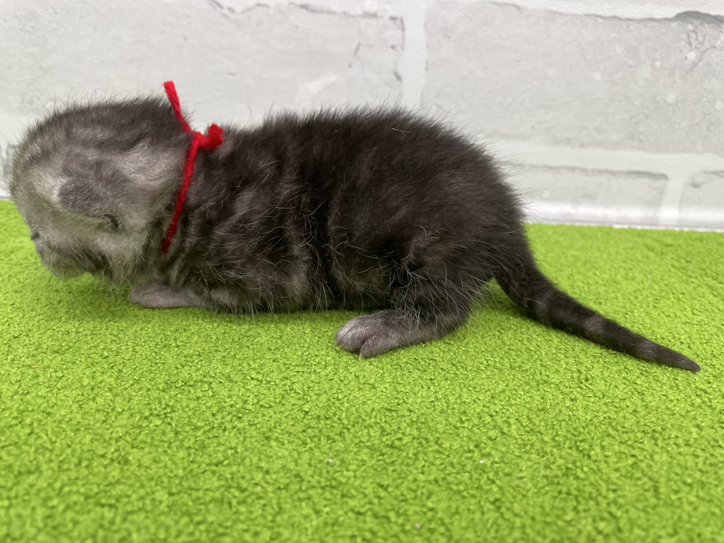 赤ちゃん写真1-2