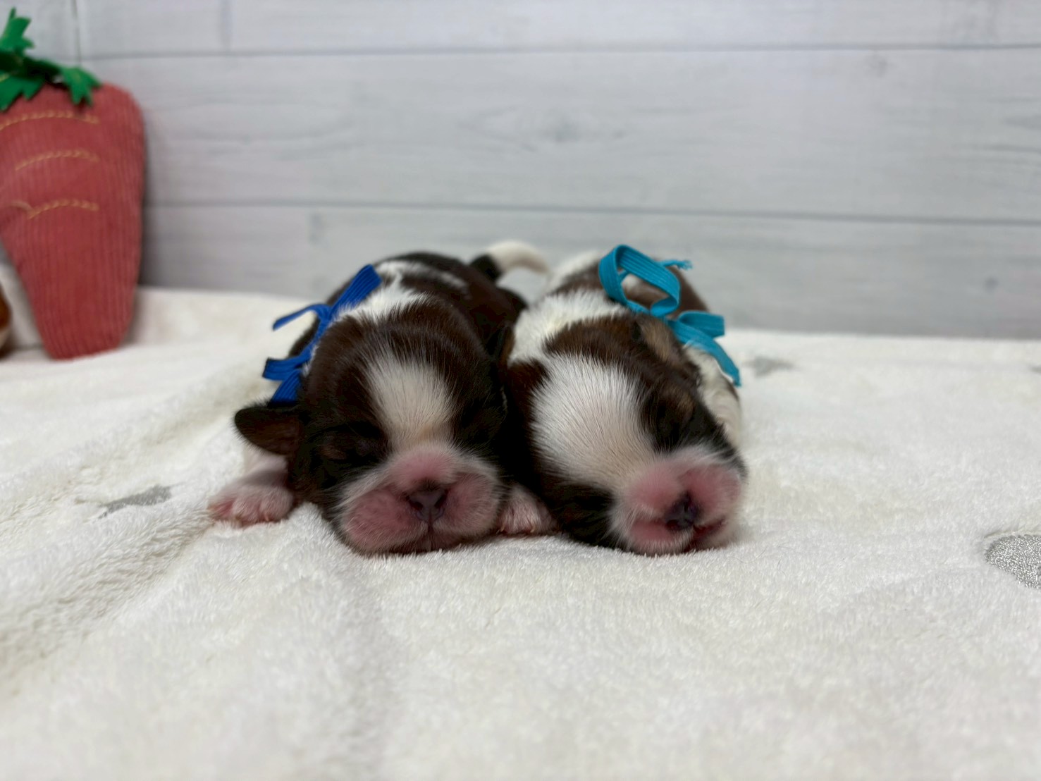 赤ちゃん写真1-3