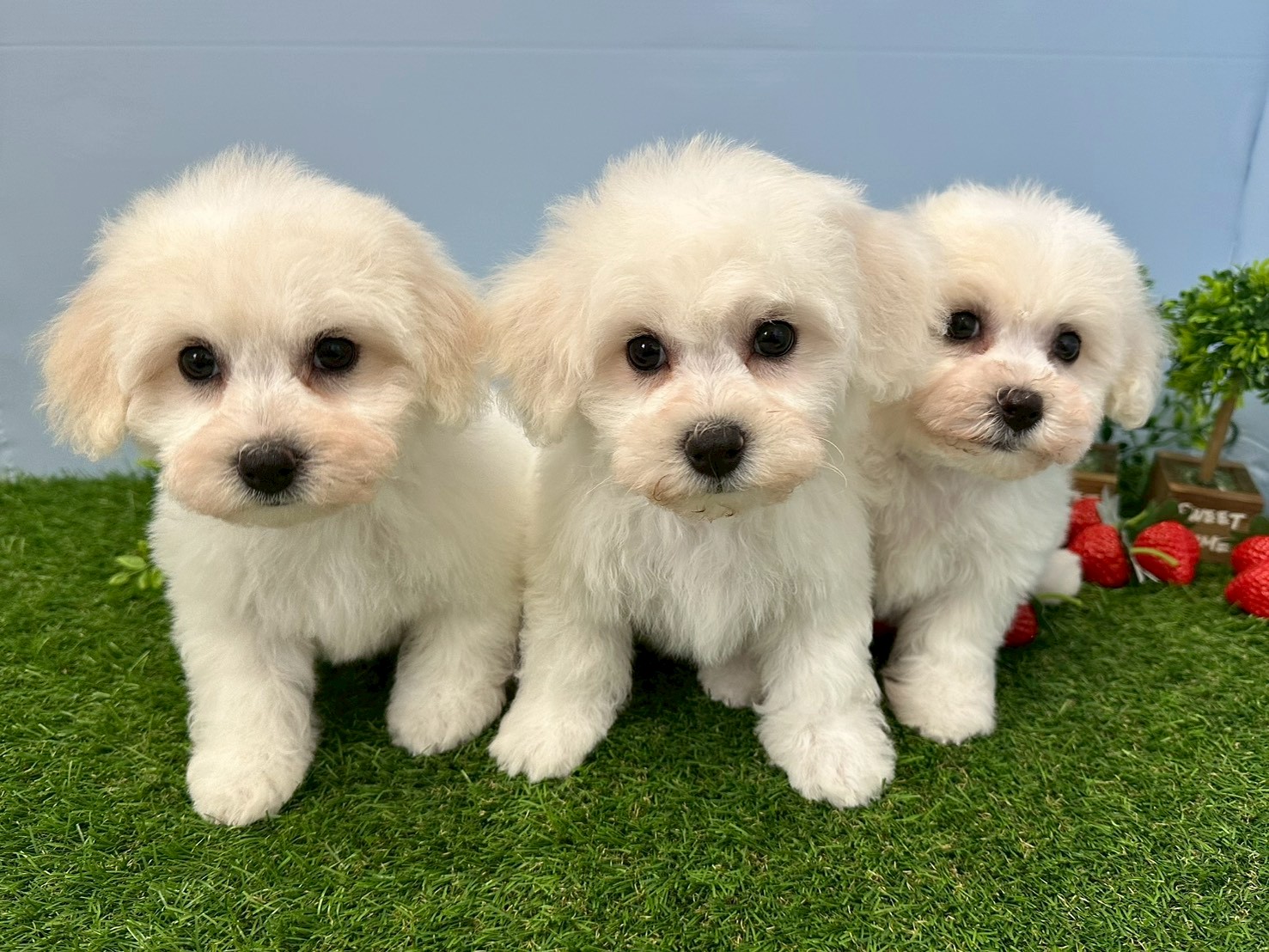赤ちゃん写真3-3