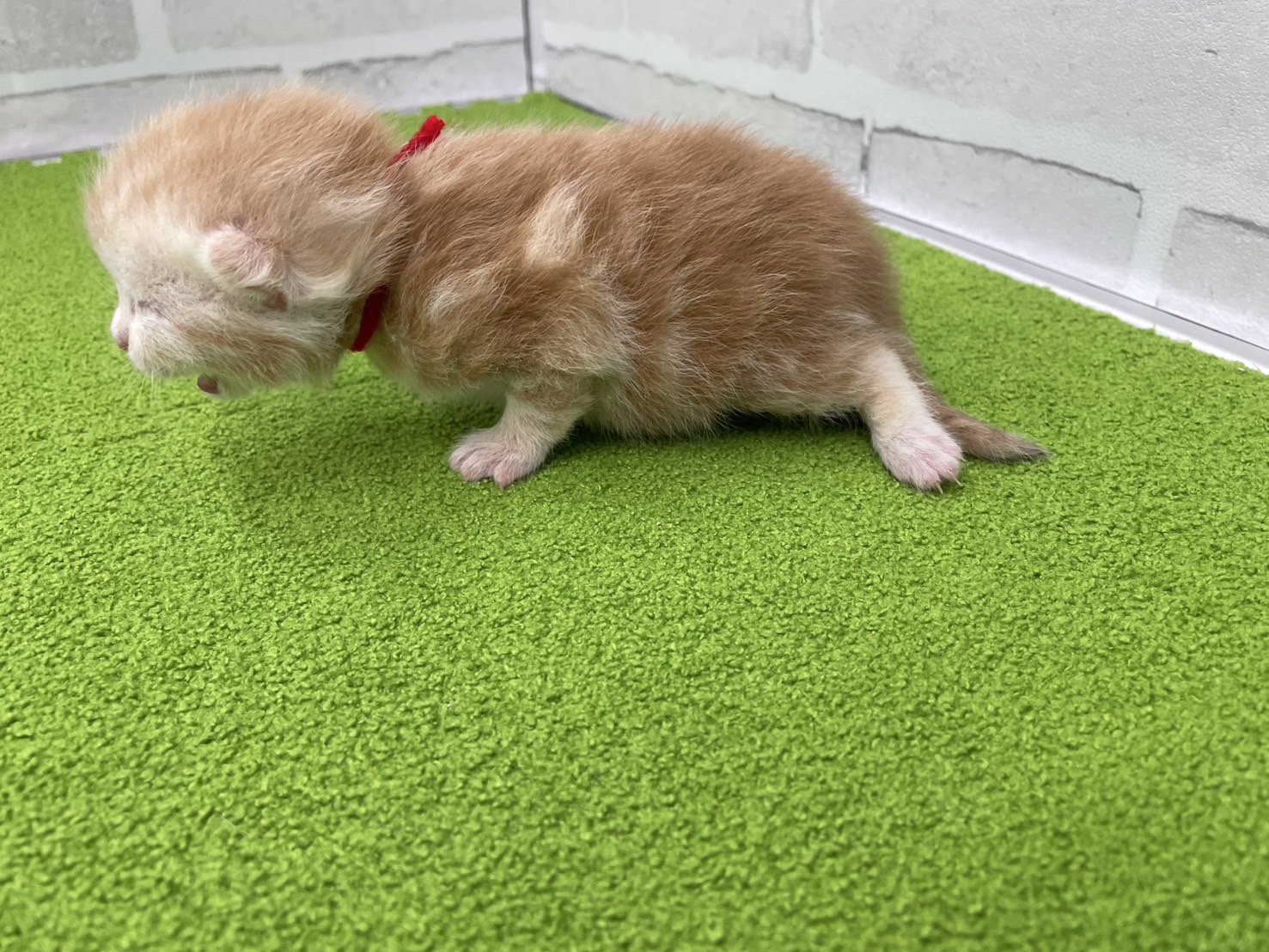 赤ちゃん写真1-2