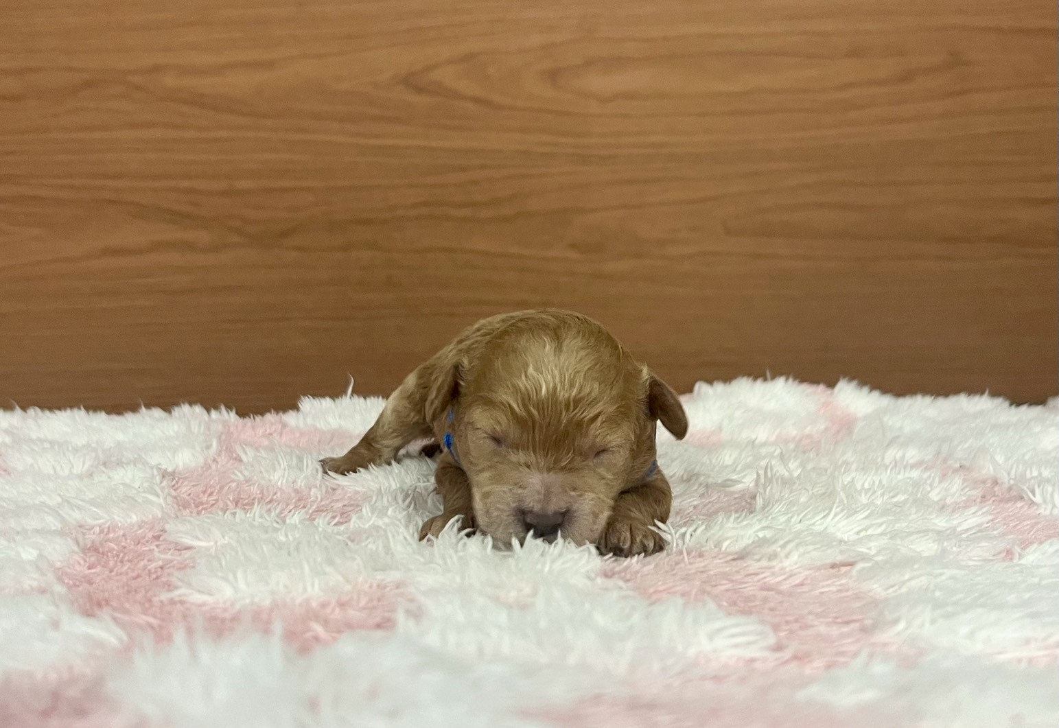 赤ちゃん写真1-1
