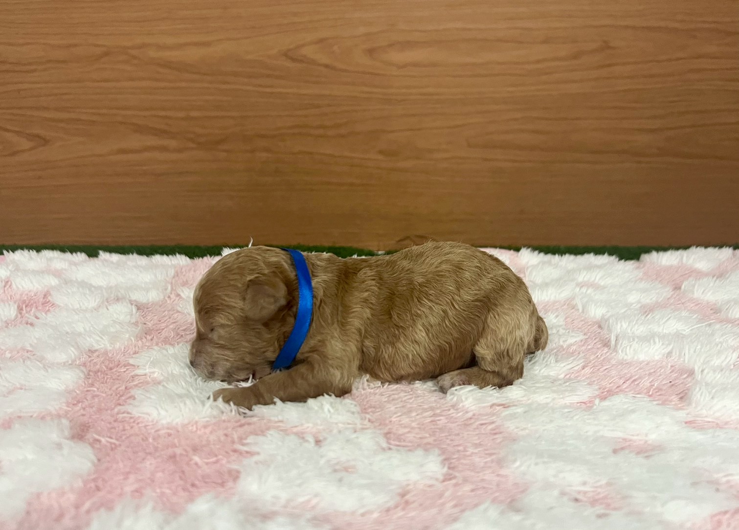 赤ちゃん写真1-2
