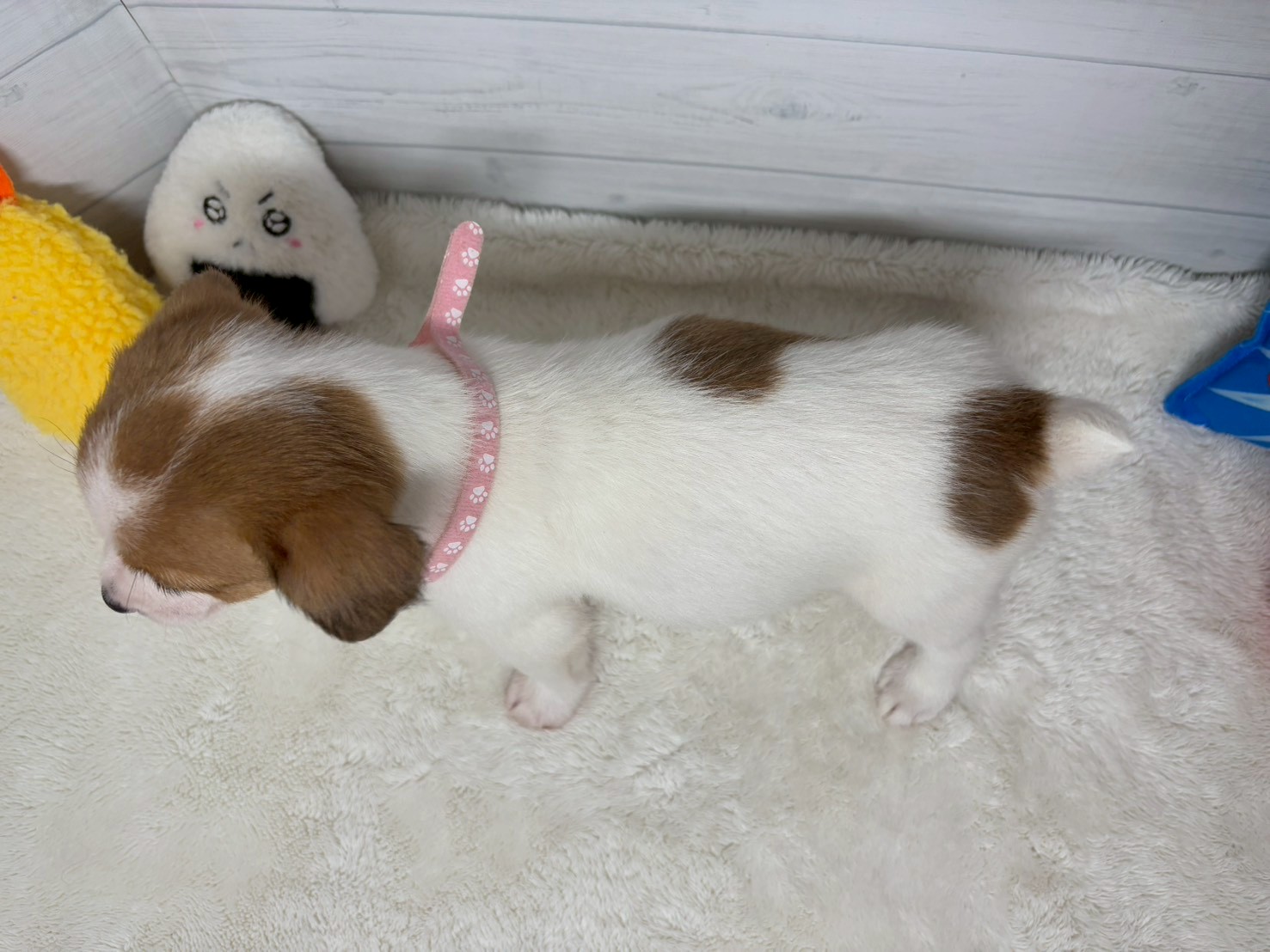 赤ちゃん写真3-3