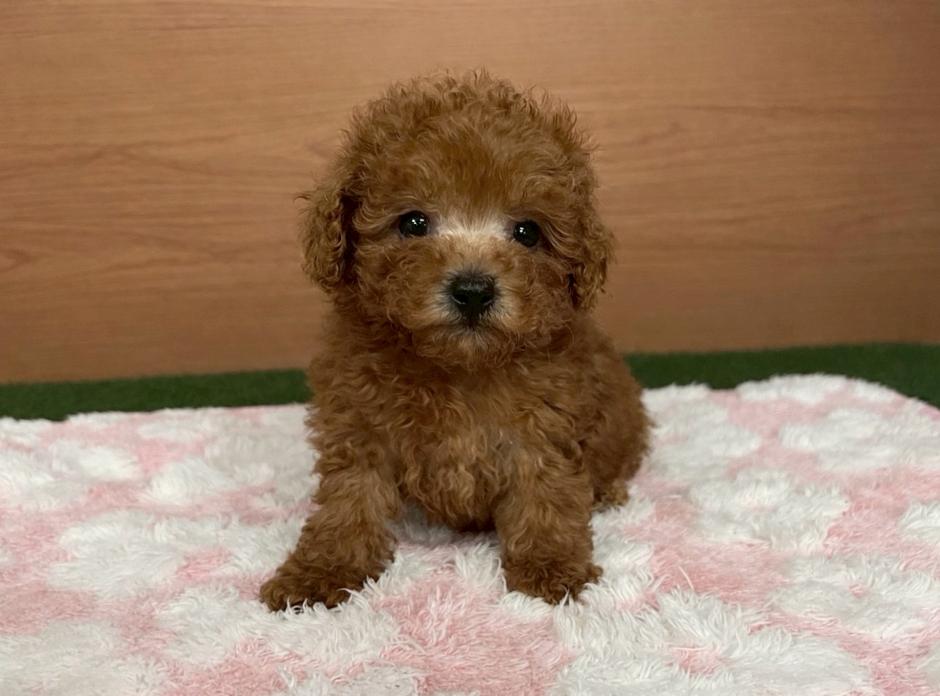 赤ちゃん写真3-1