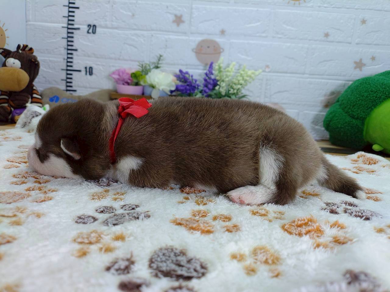 赤ちゃん写真1-2