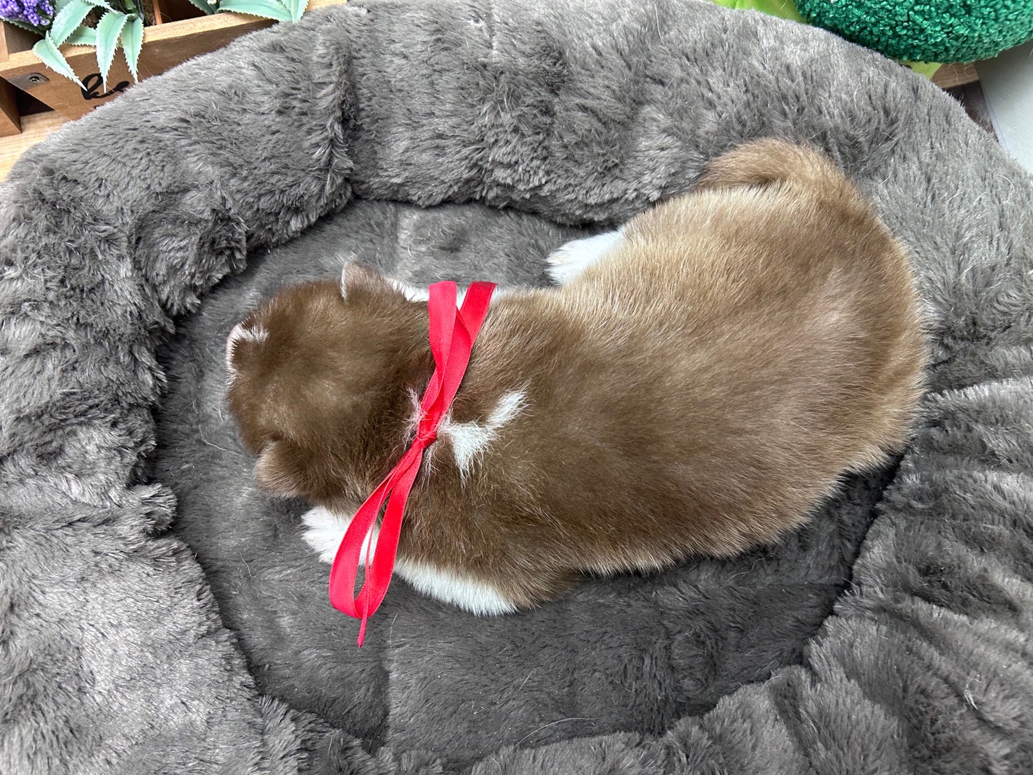 赤ちゃん写真2-3