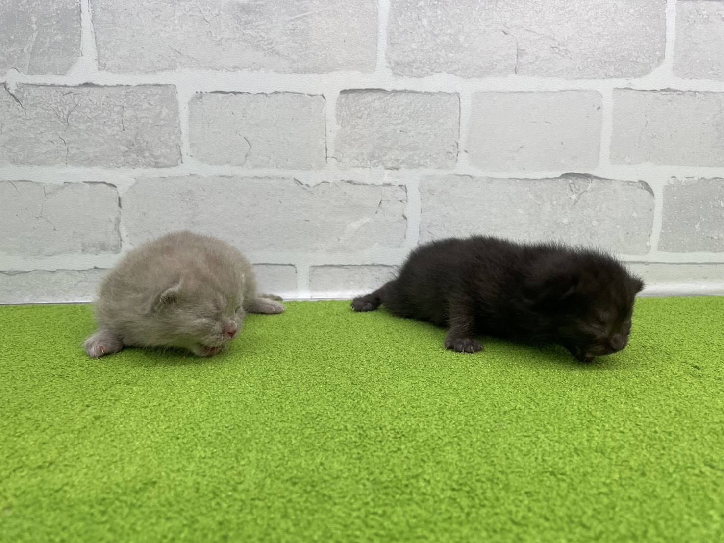 赤ちゃん写真1-3