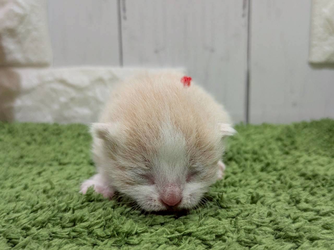 赤ちゃん写真1-1