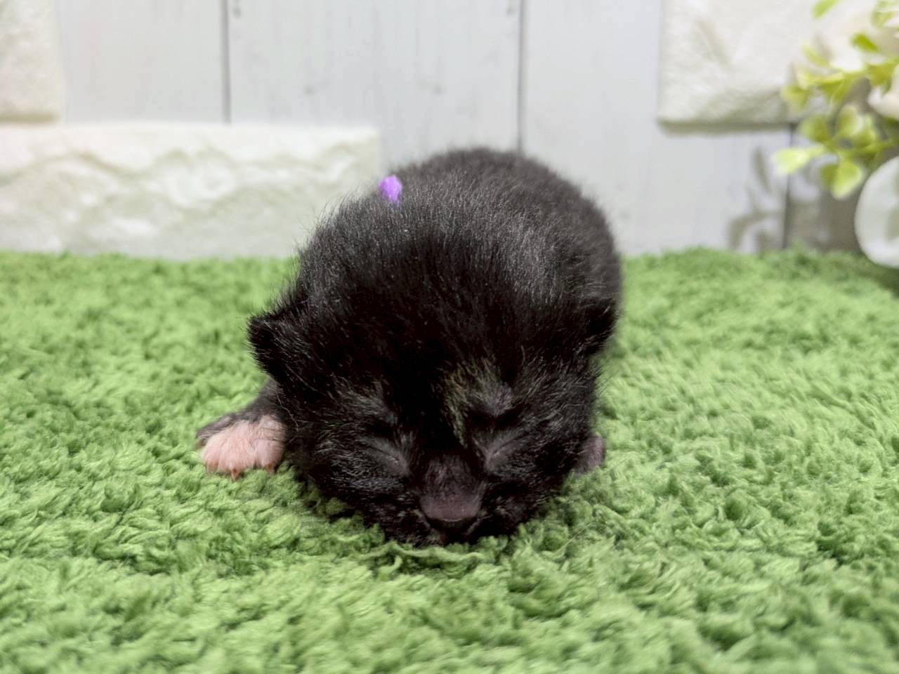 赤ちゃん写真1-1