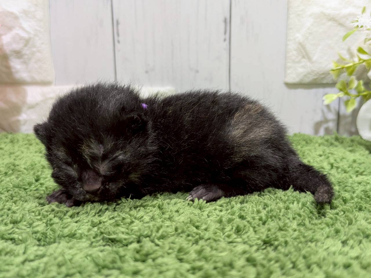 赤ちゃん写真1-2