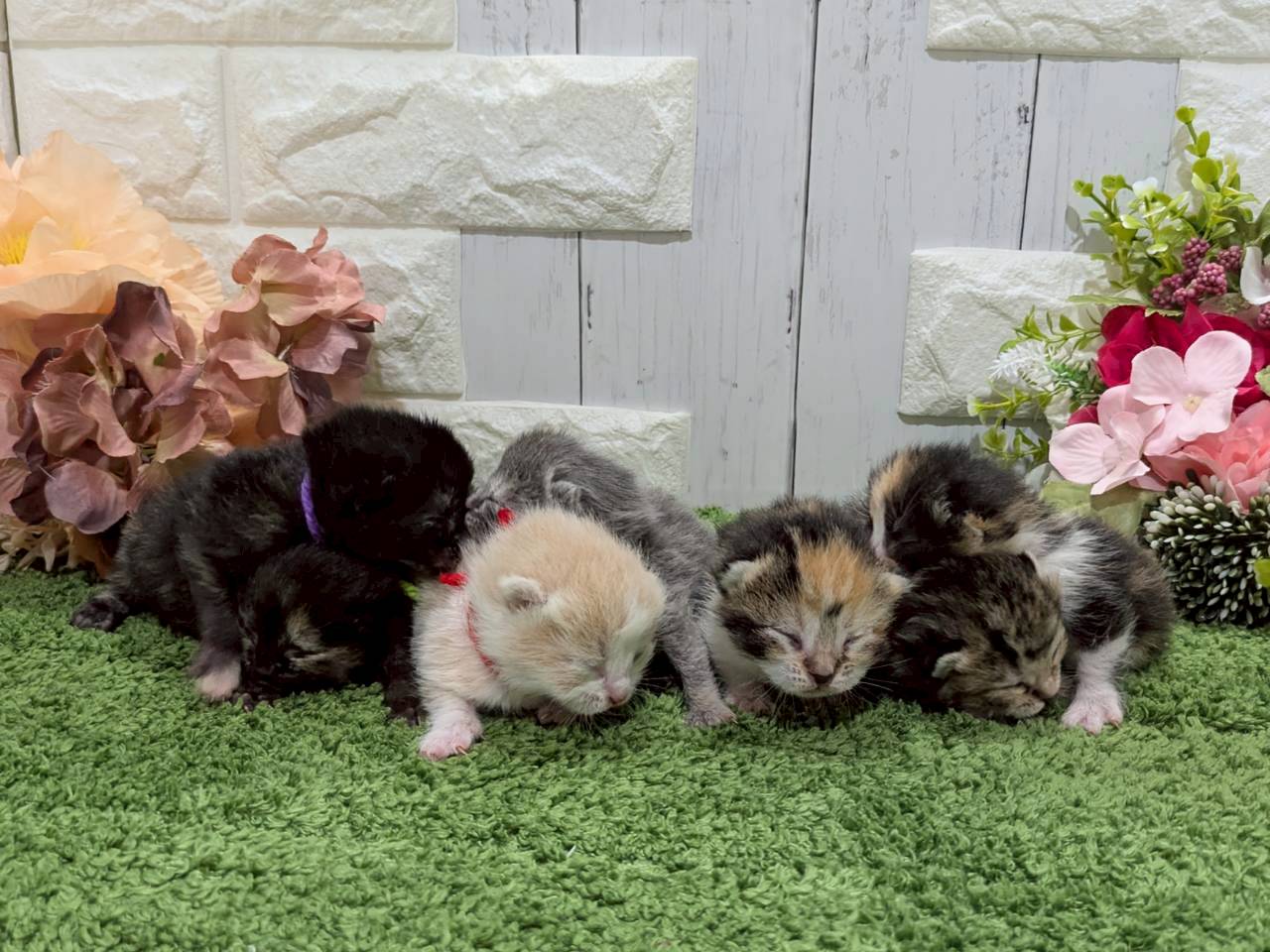 赤ちゃん写真1-3