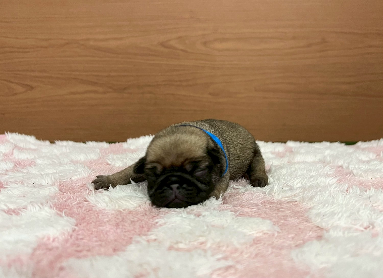 赤ちゃん写真1-1