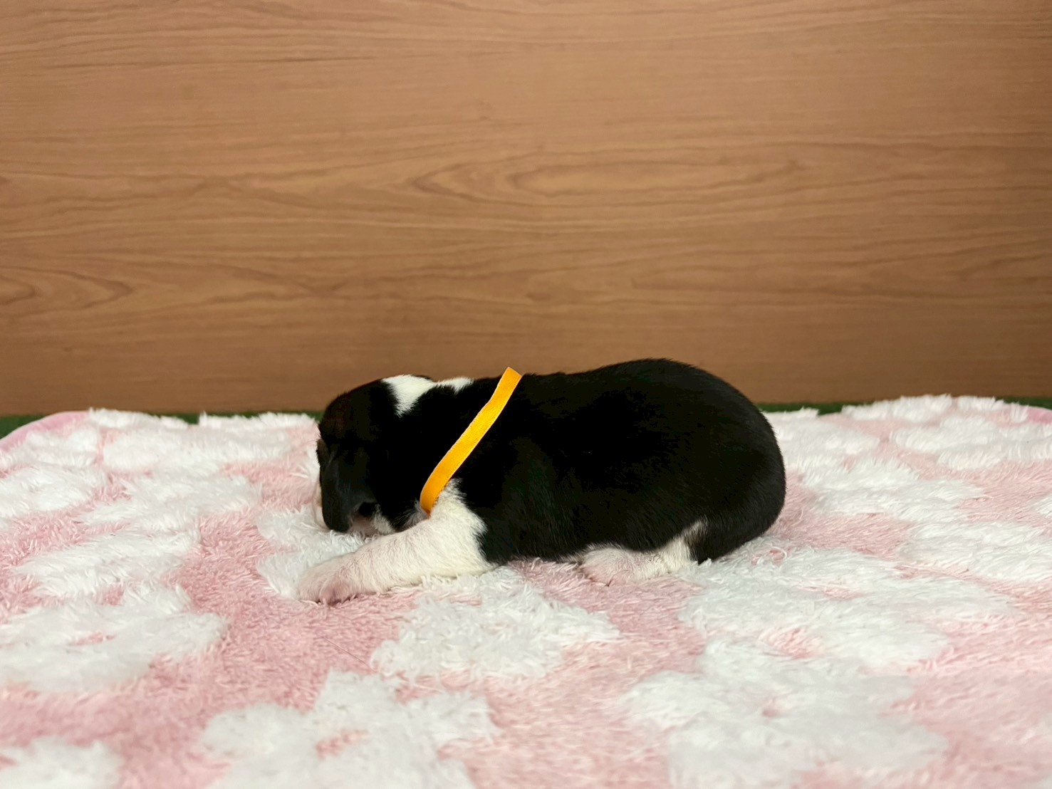 赤ちゃん写真1-2