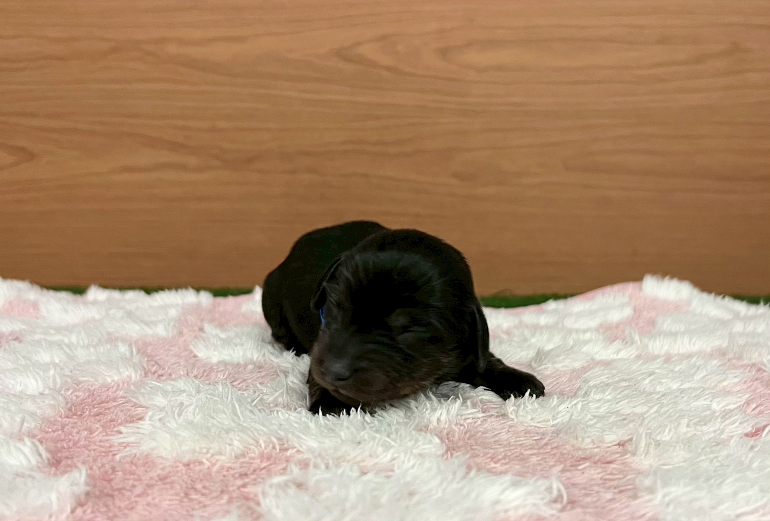 赤ちゃん写真1-1