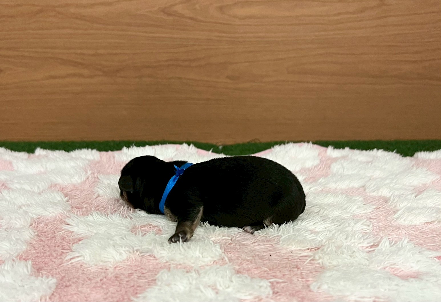 赤ちゃん写真1-2