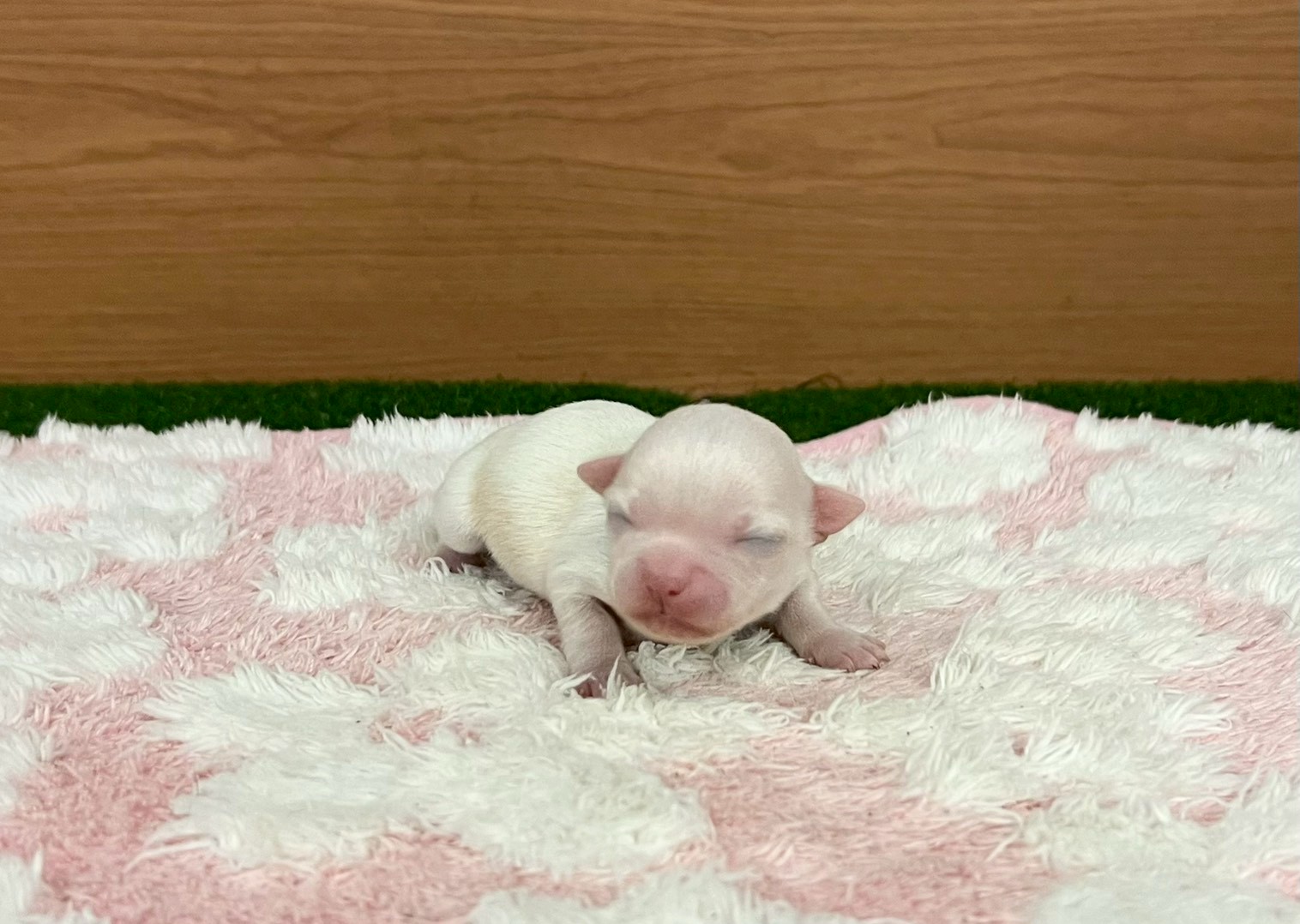 赤ちゃん写真1-1
