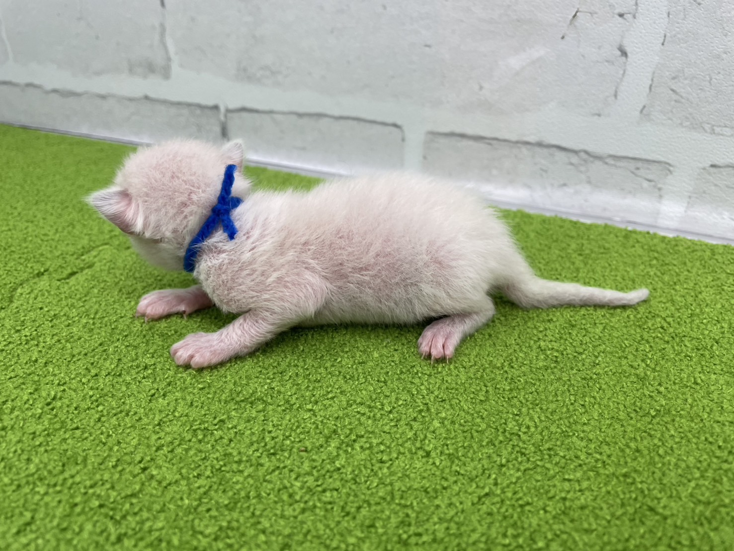 赤ちゃん写真1-2