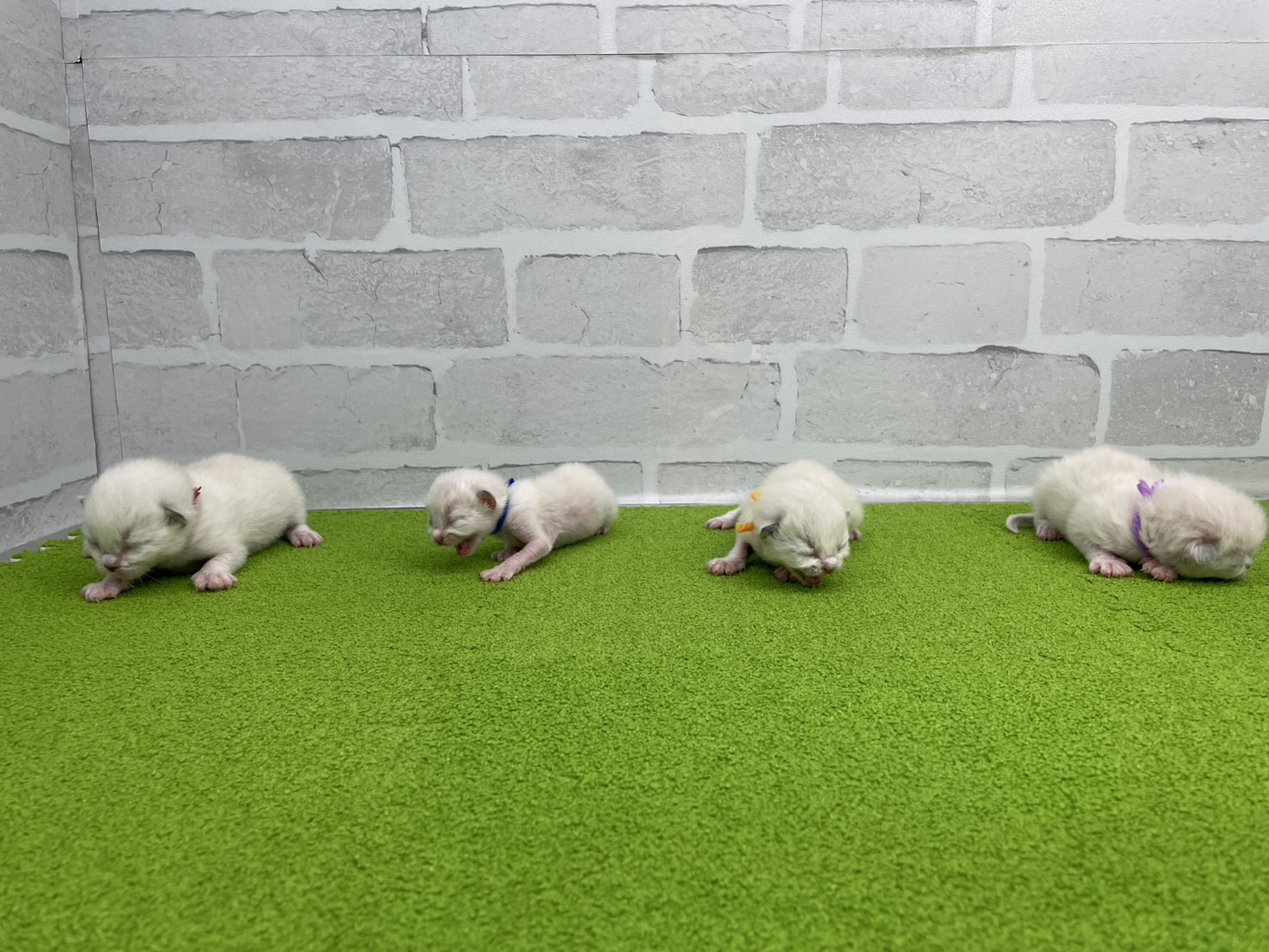 赤ちゃん写真1-3