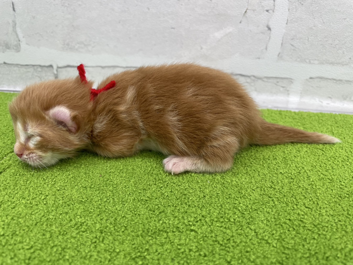 赤ちゃん写真1-2