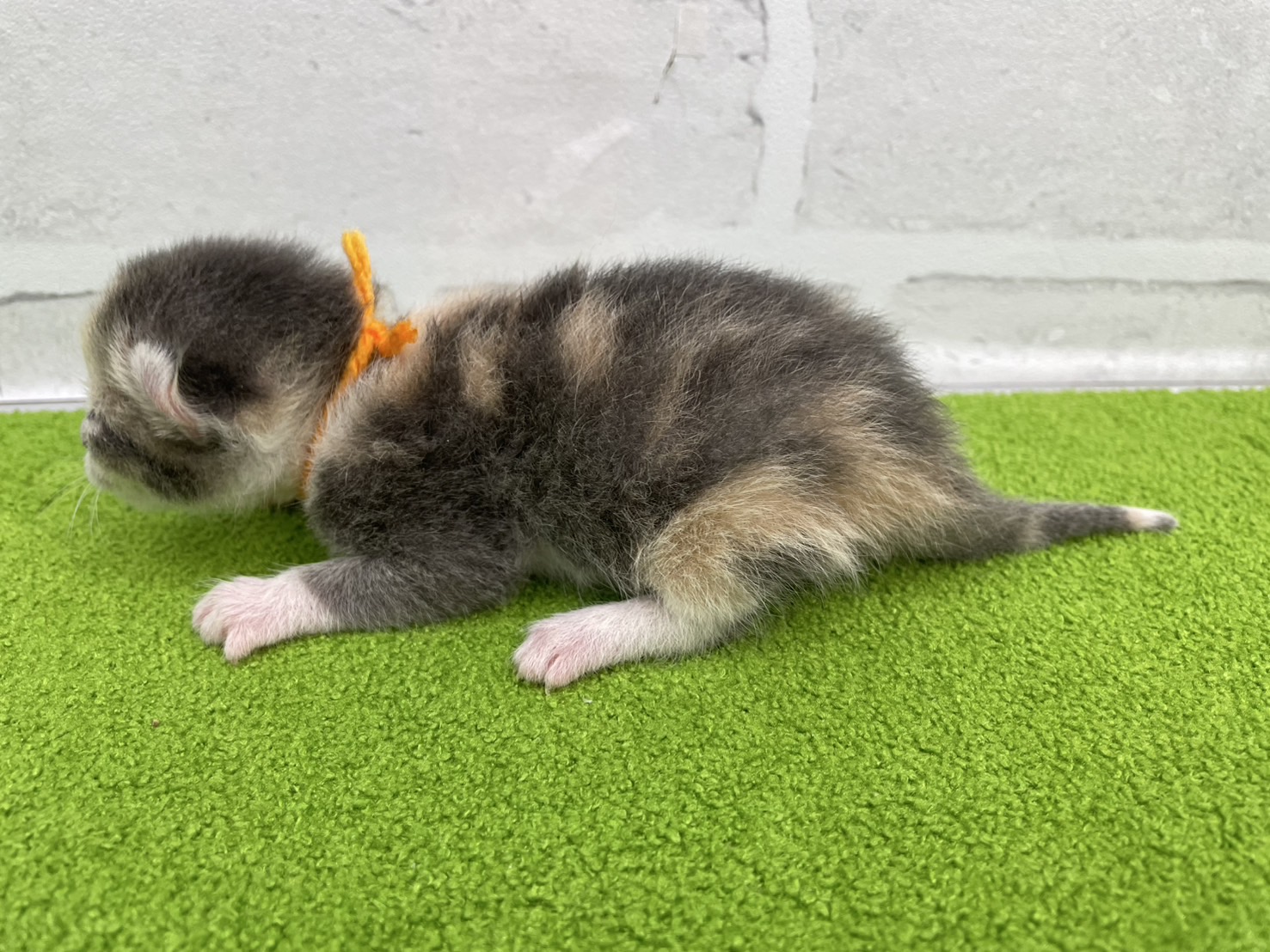赤ちゃん写真1-2