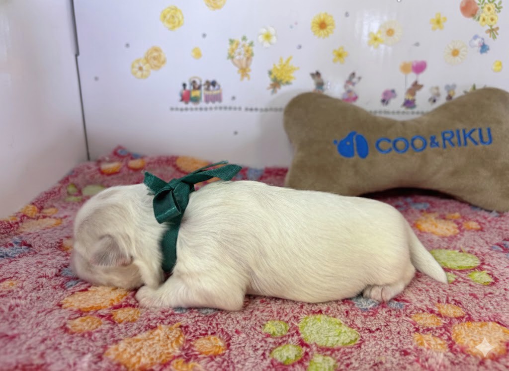 赤ちゃん写真1-2