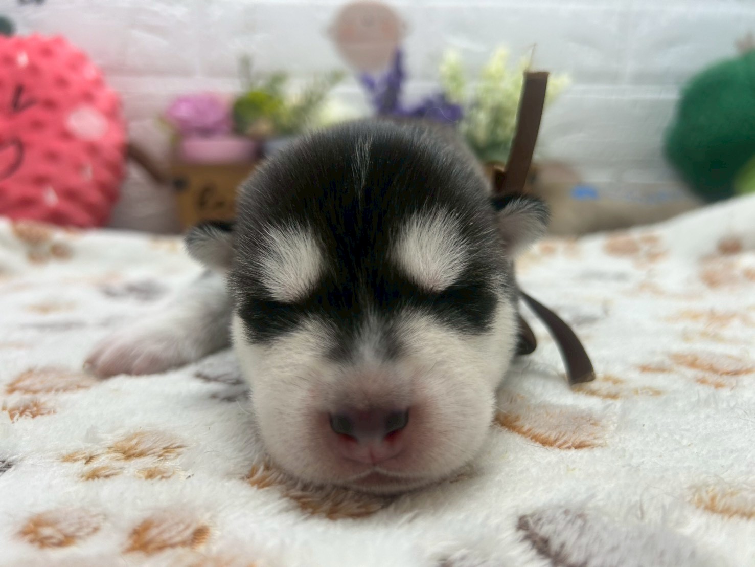 赤ちゃん写真1-1