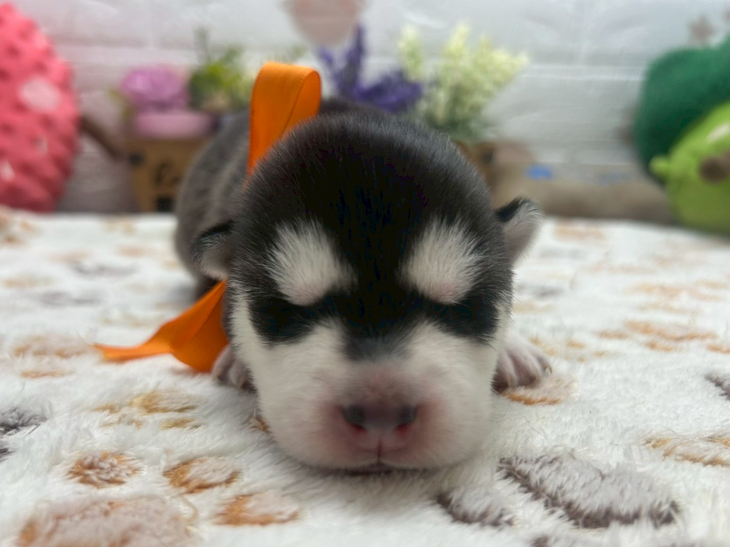 赤ちゃん写真1-1