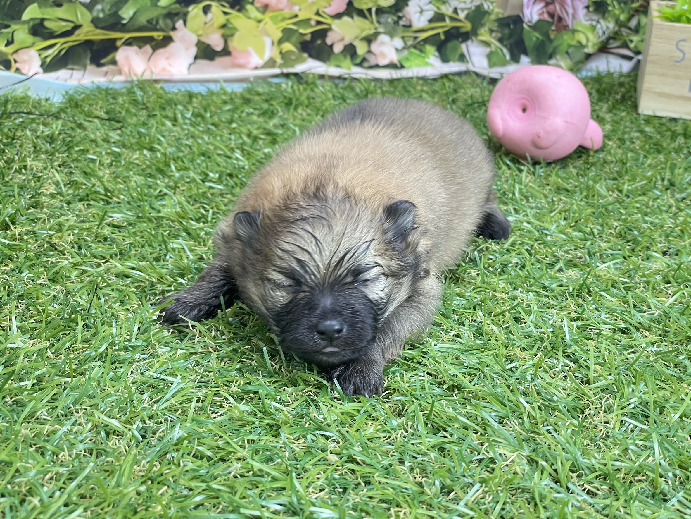 赤ちゃん写真1-2