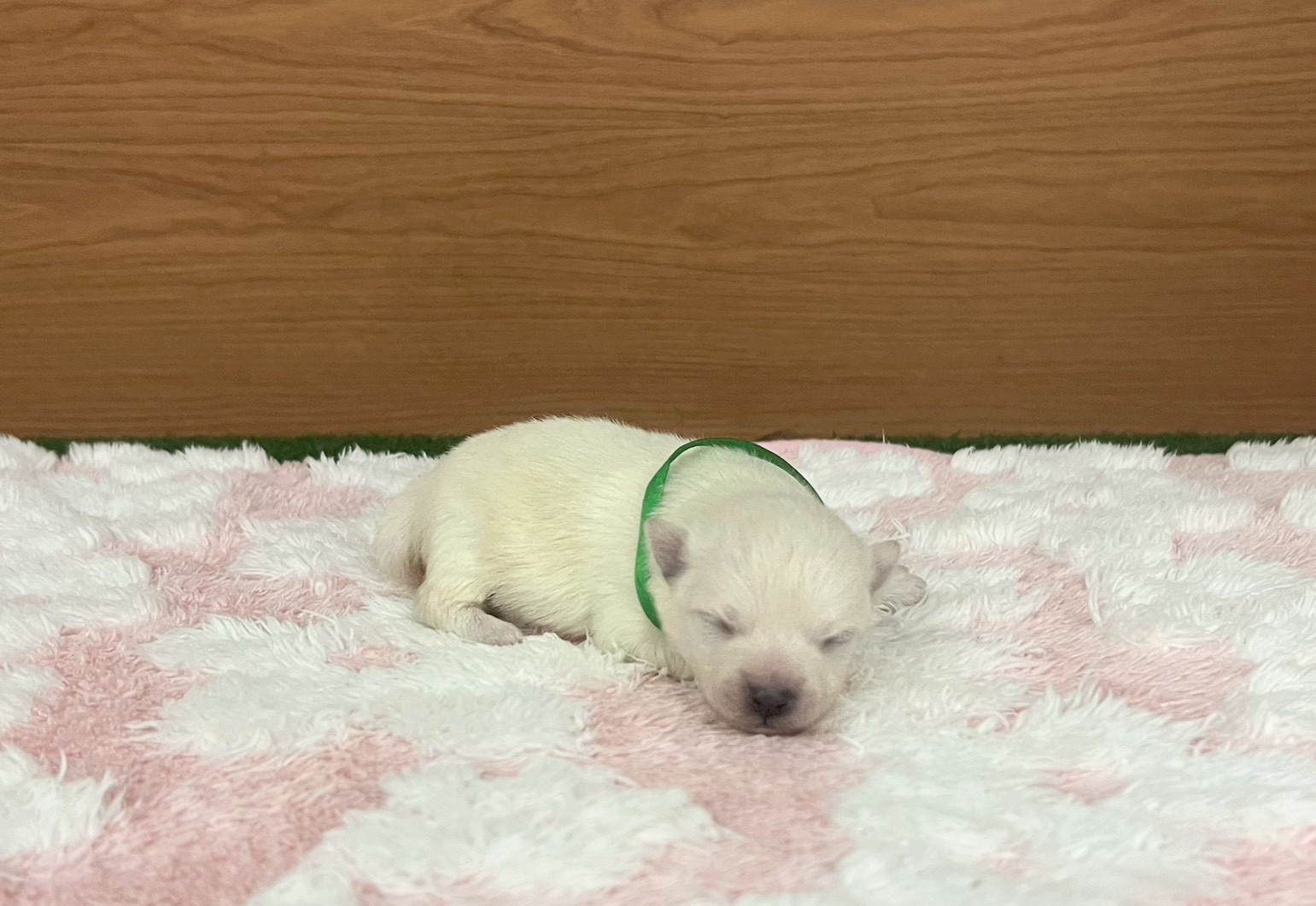 赤ちゃん写真1-1