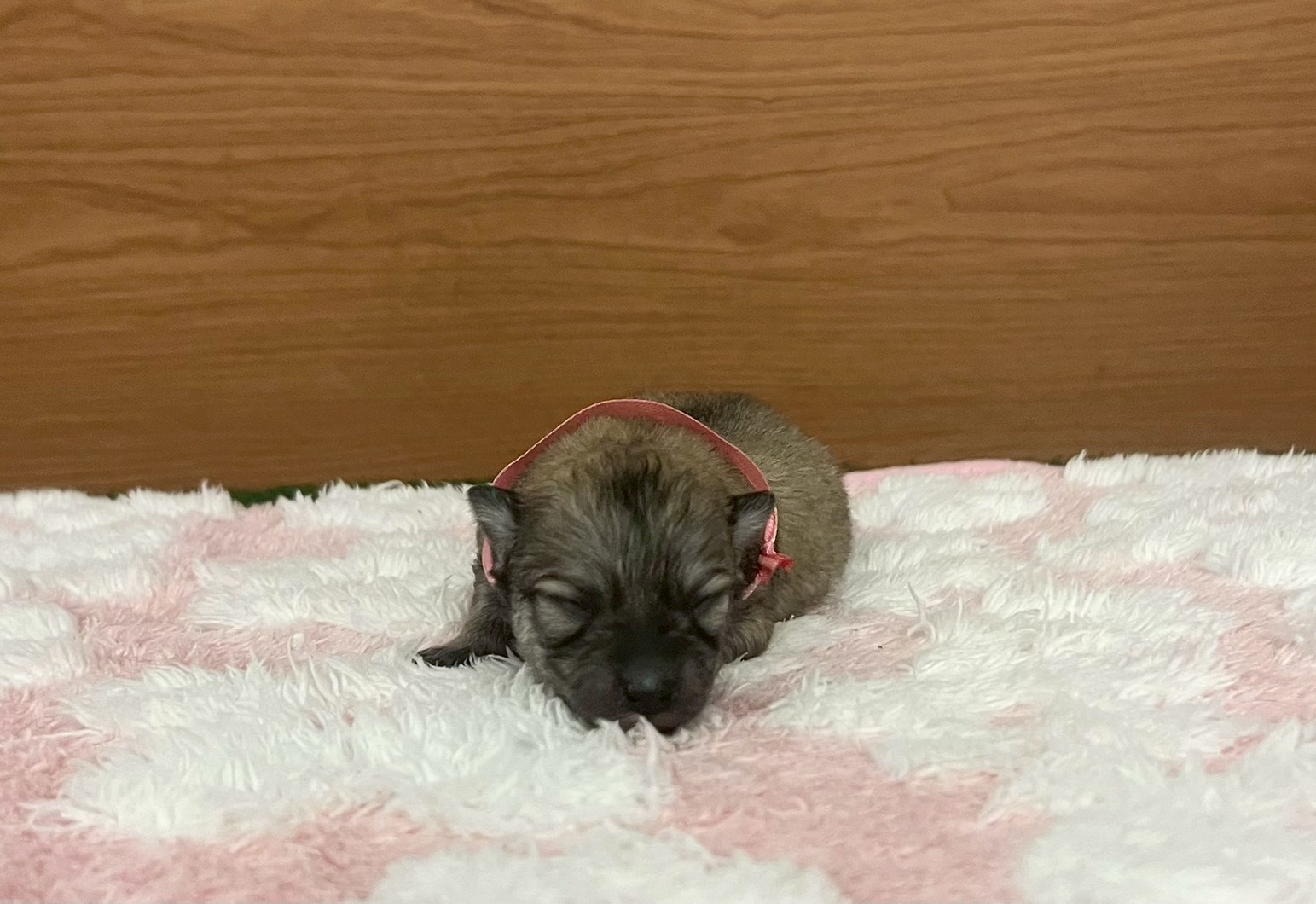 赤ちゃん写真1-1