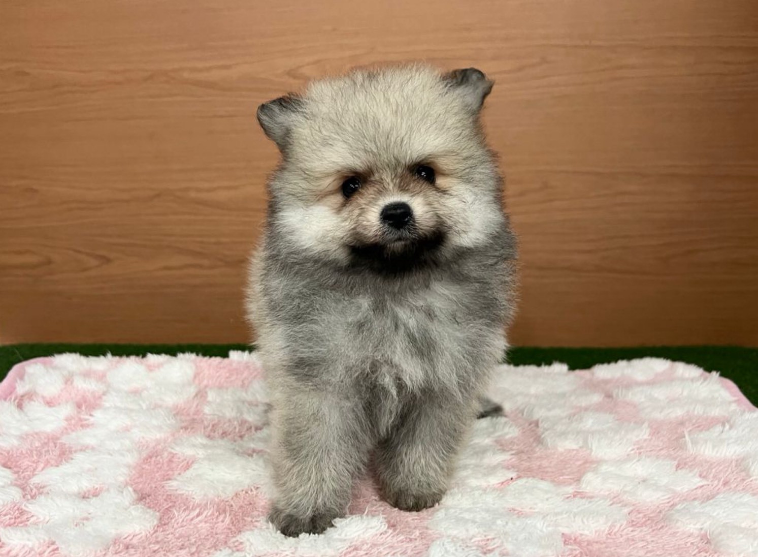 赤ちゃん写真3-1