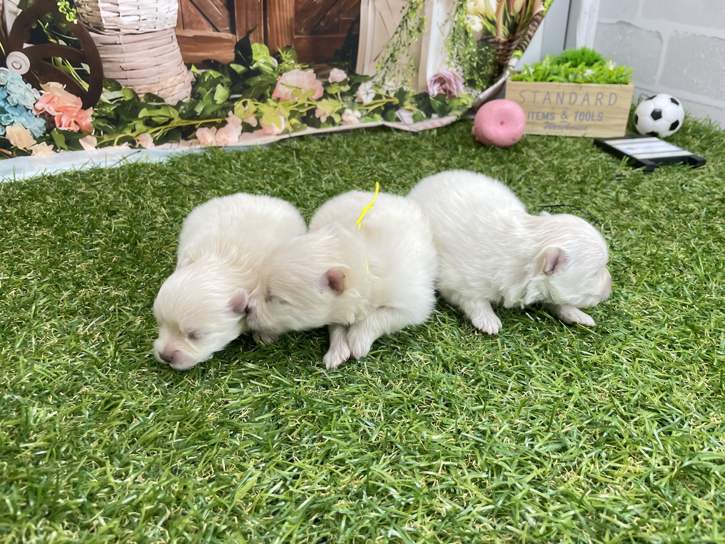赤ちゃん写真1-3