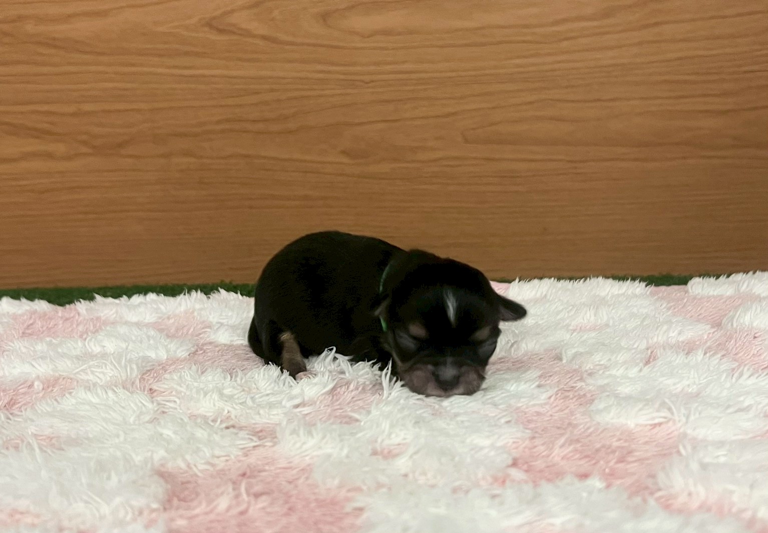 赤ちゃん写真1-1