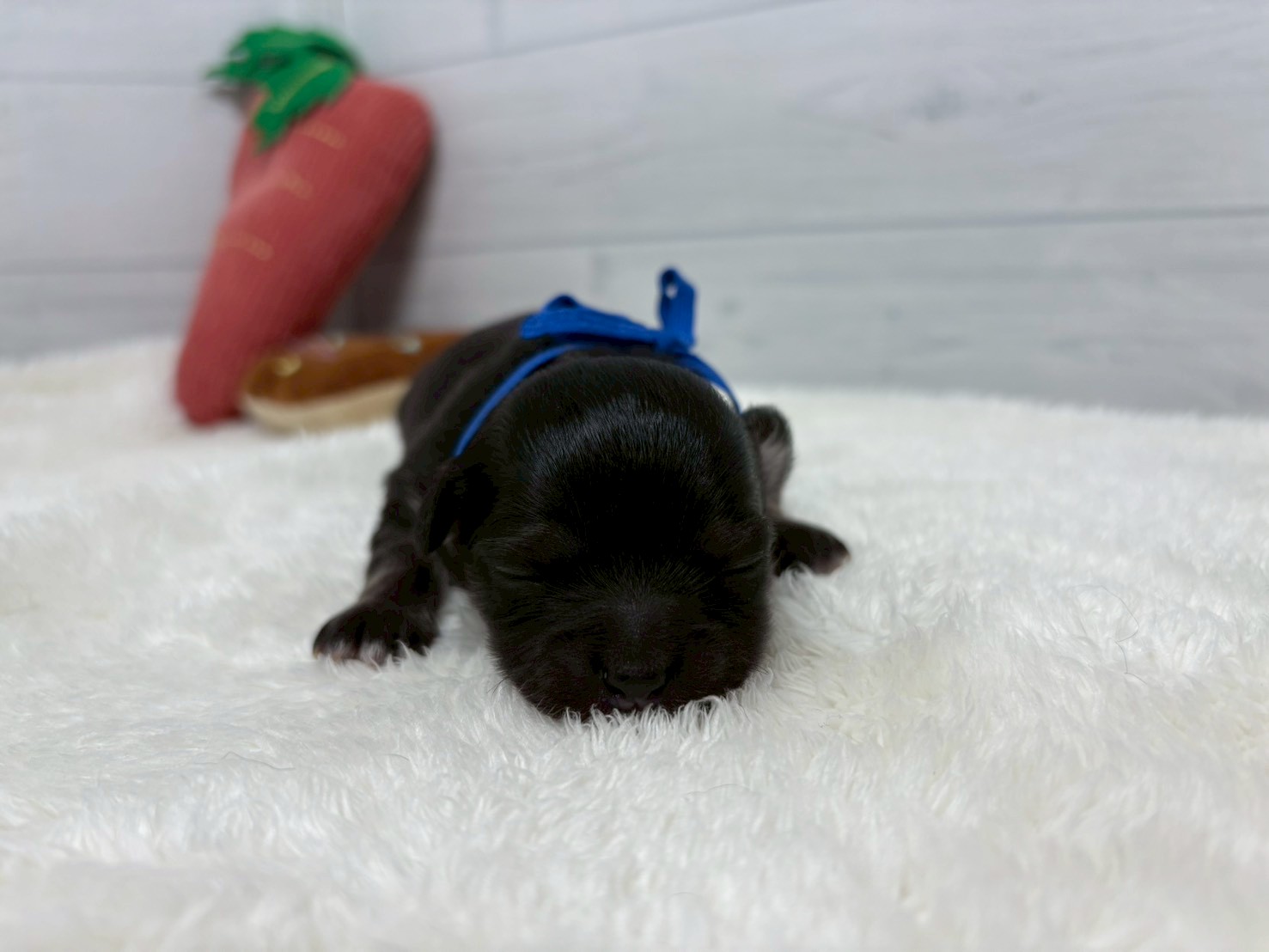 赤ちゃん写真1-1