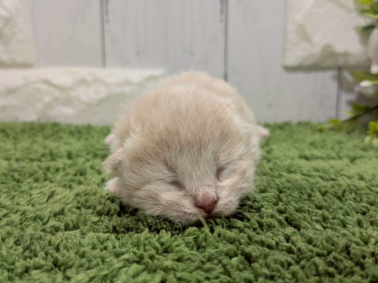 赤ちゃん写真1-1