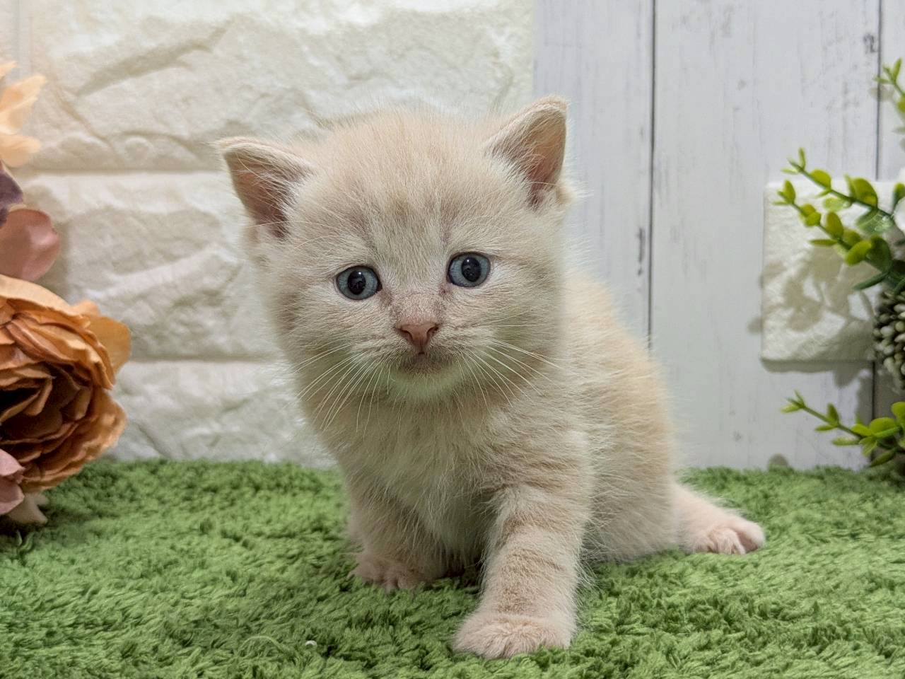 赤ちゃん写真2-1