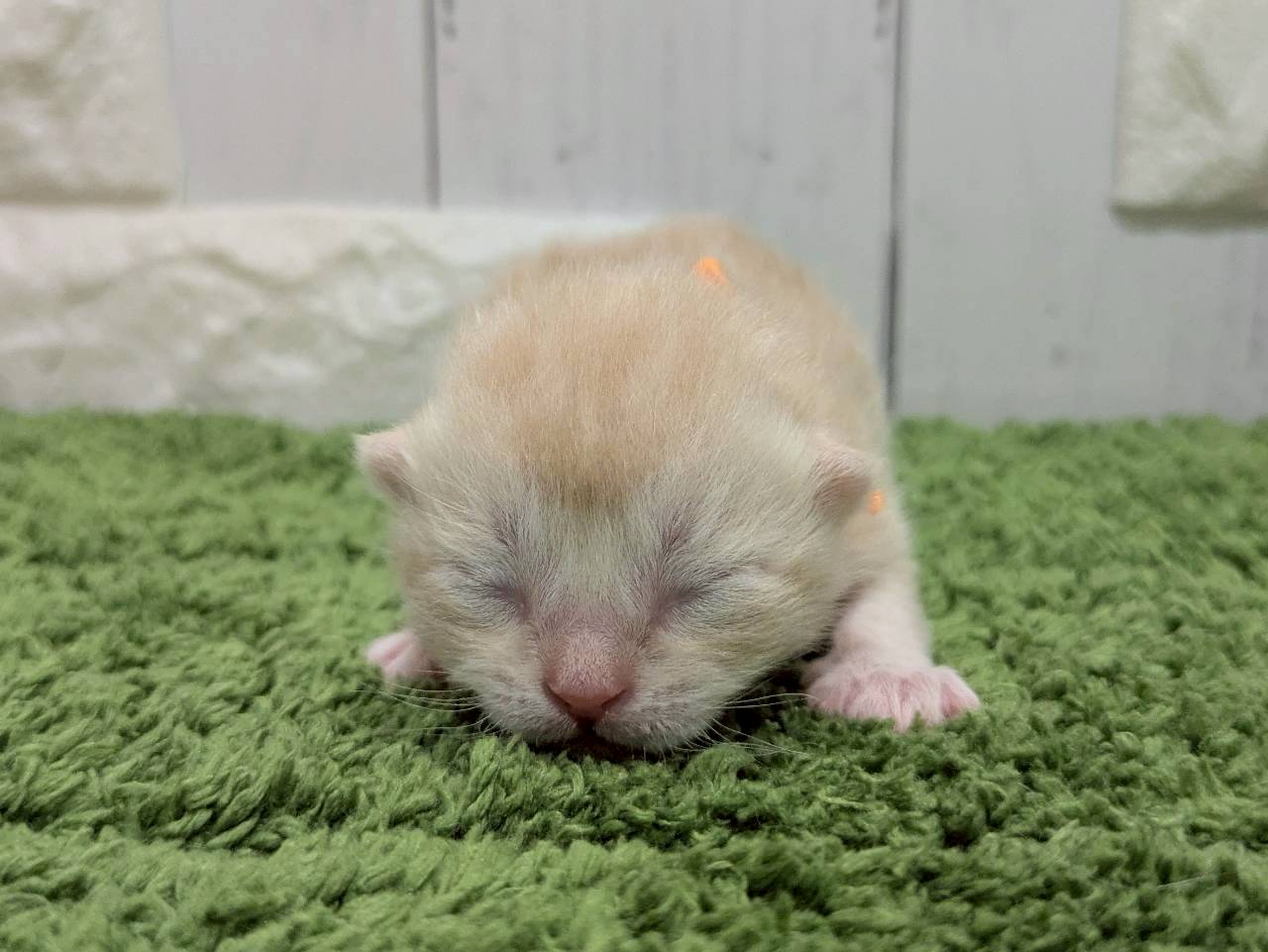 赤ちゃん写真1-1