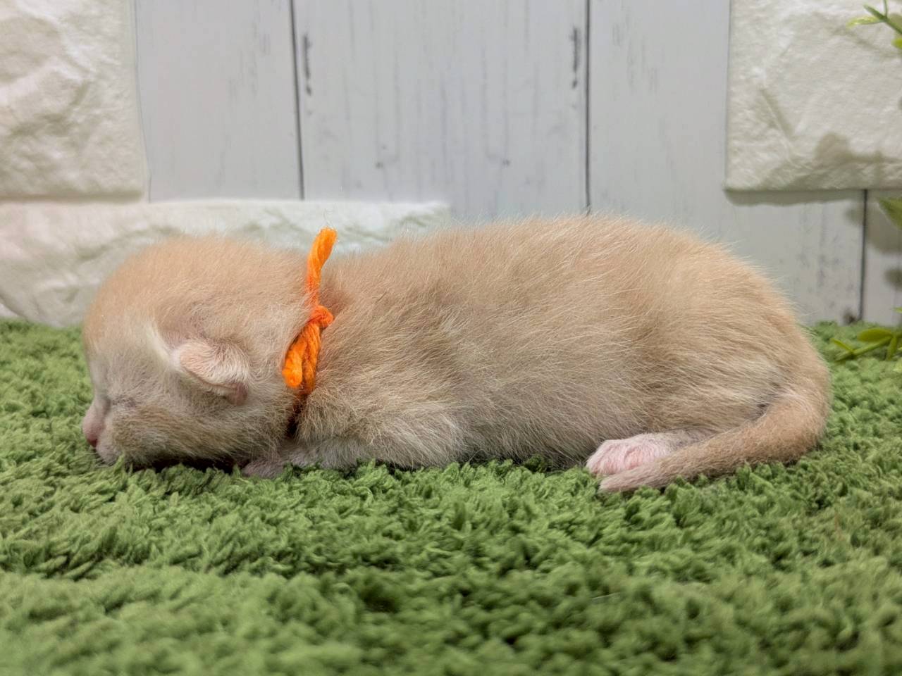 赤ちゃん写真1-2