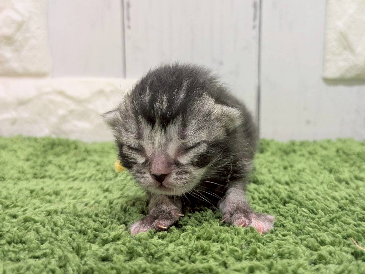 赤ちゃん写真1-1