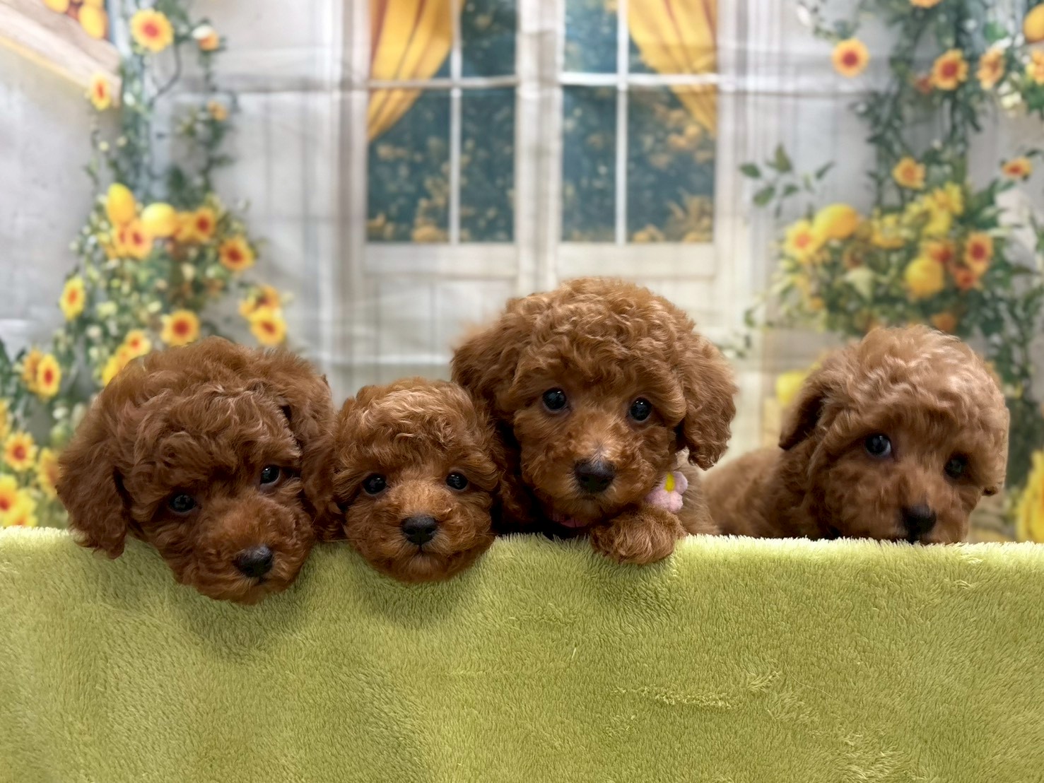 赤ちゃん写真3-3