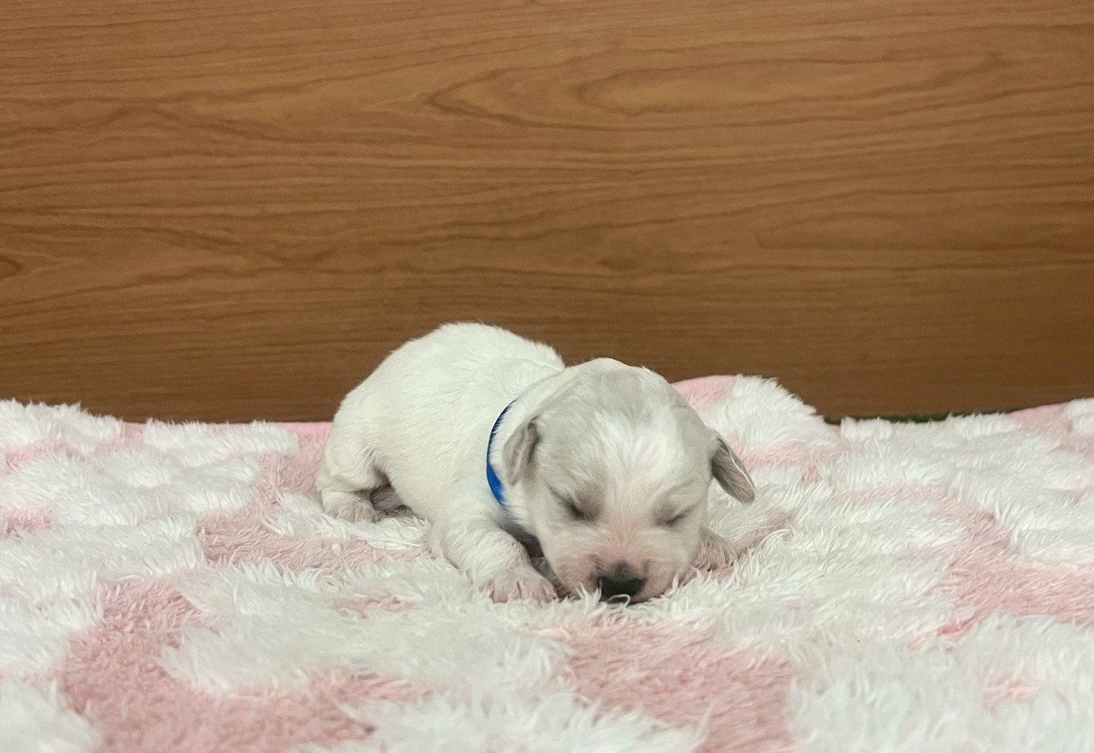 赤ちゃん写真1-1