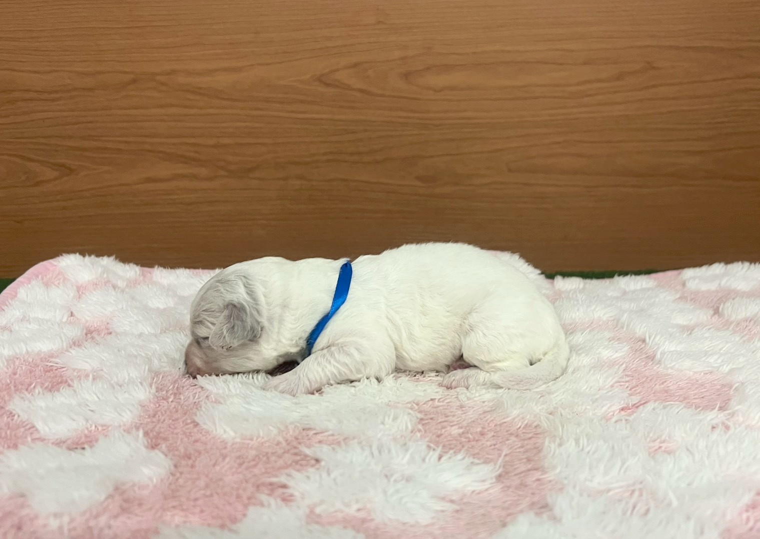 赤ちゃん写真1-2