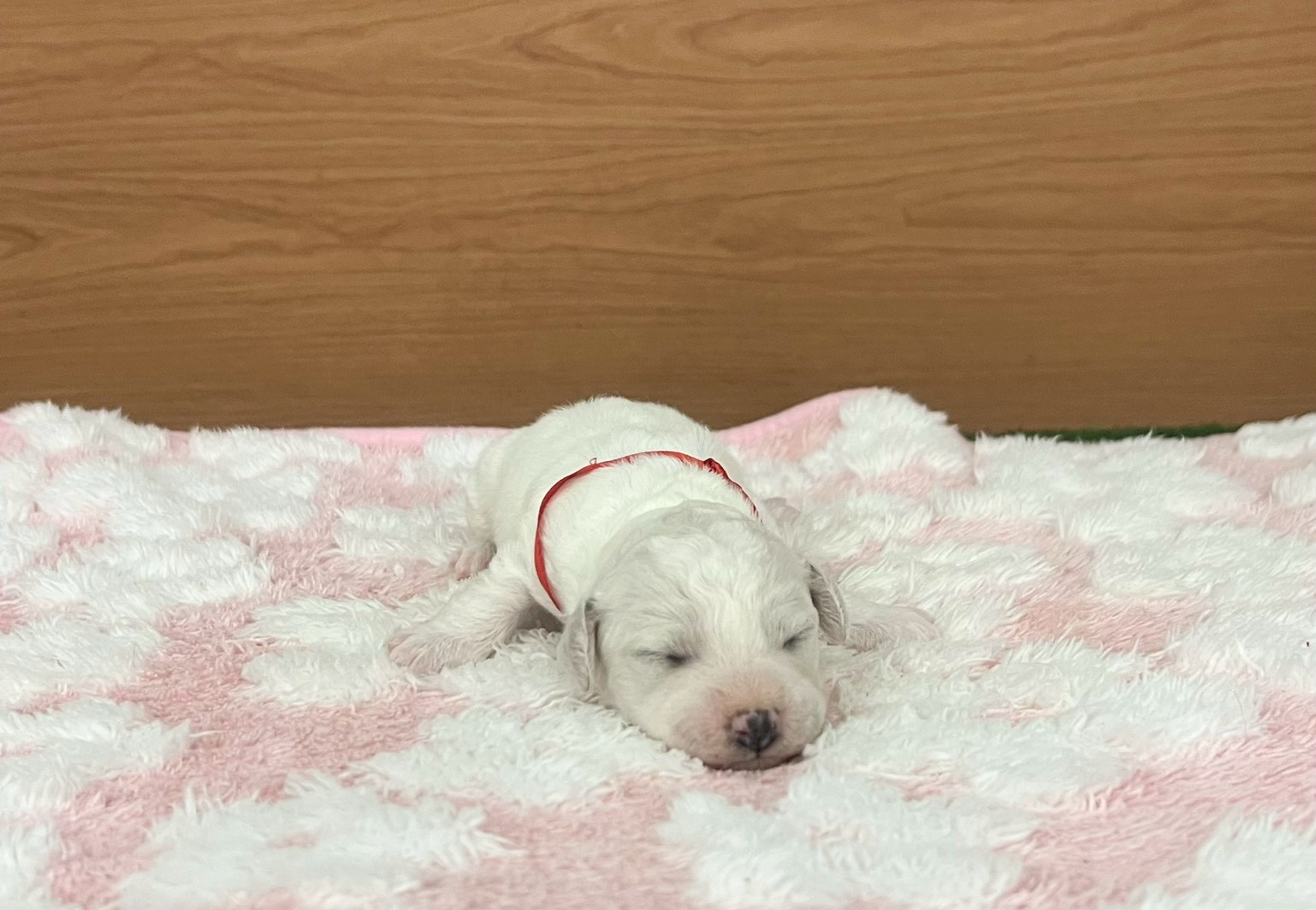 赤ちゃん写真1-1