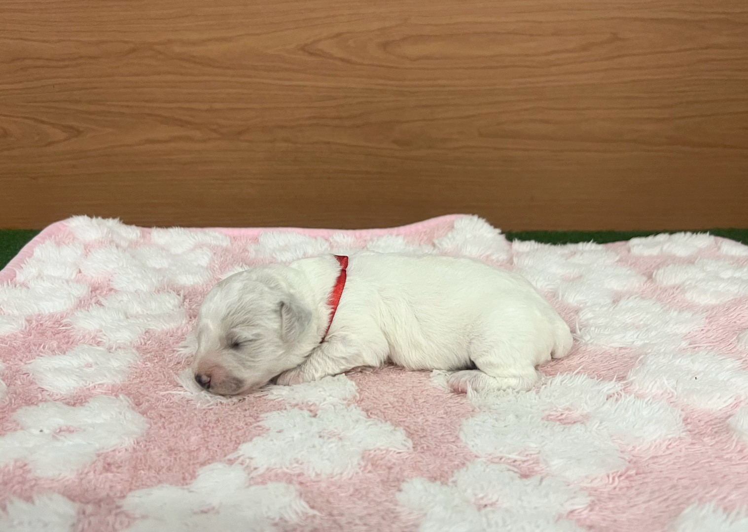 赤ちゃん写真1-2