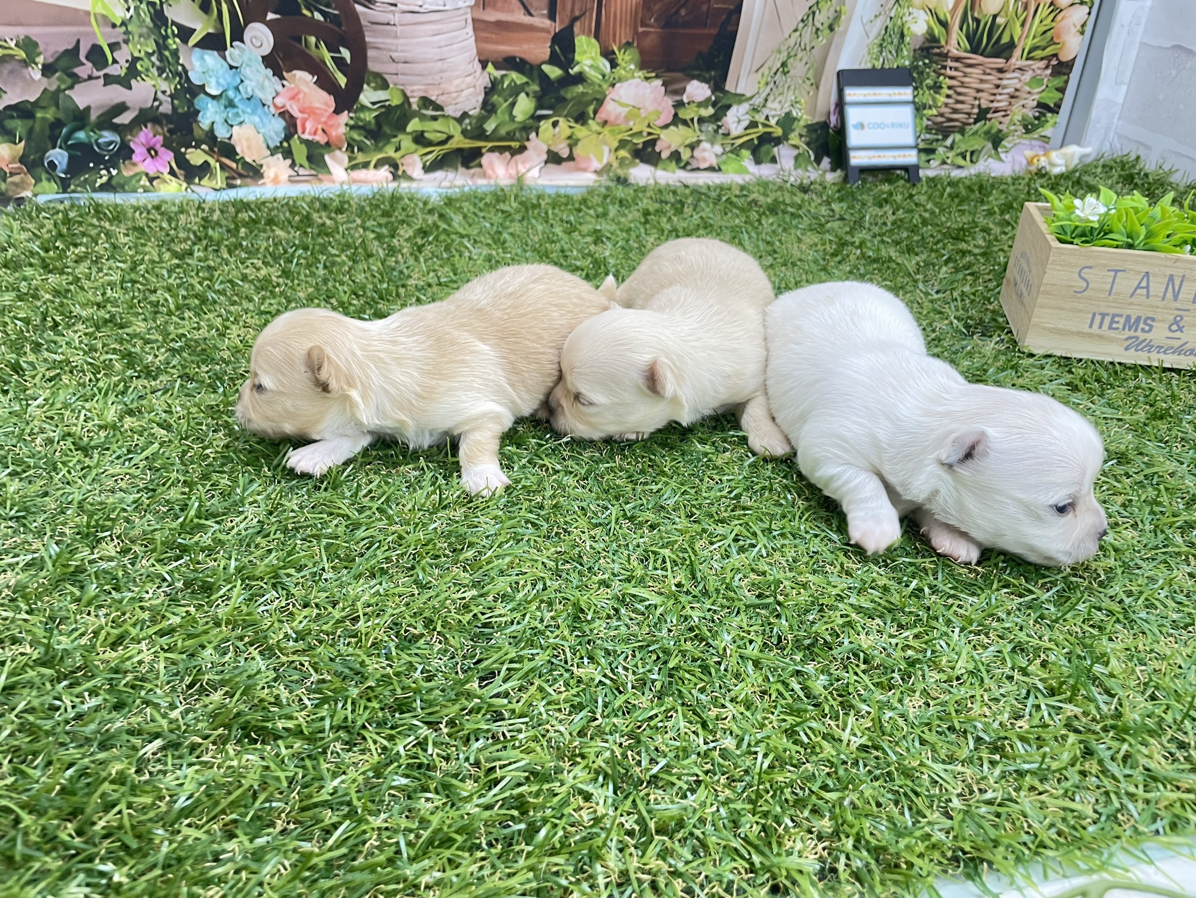 赤ちゃん写真1-3