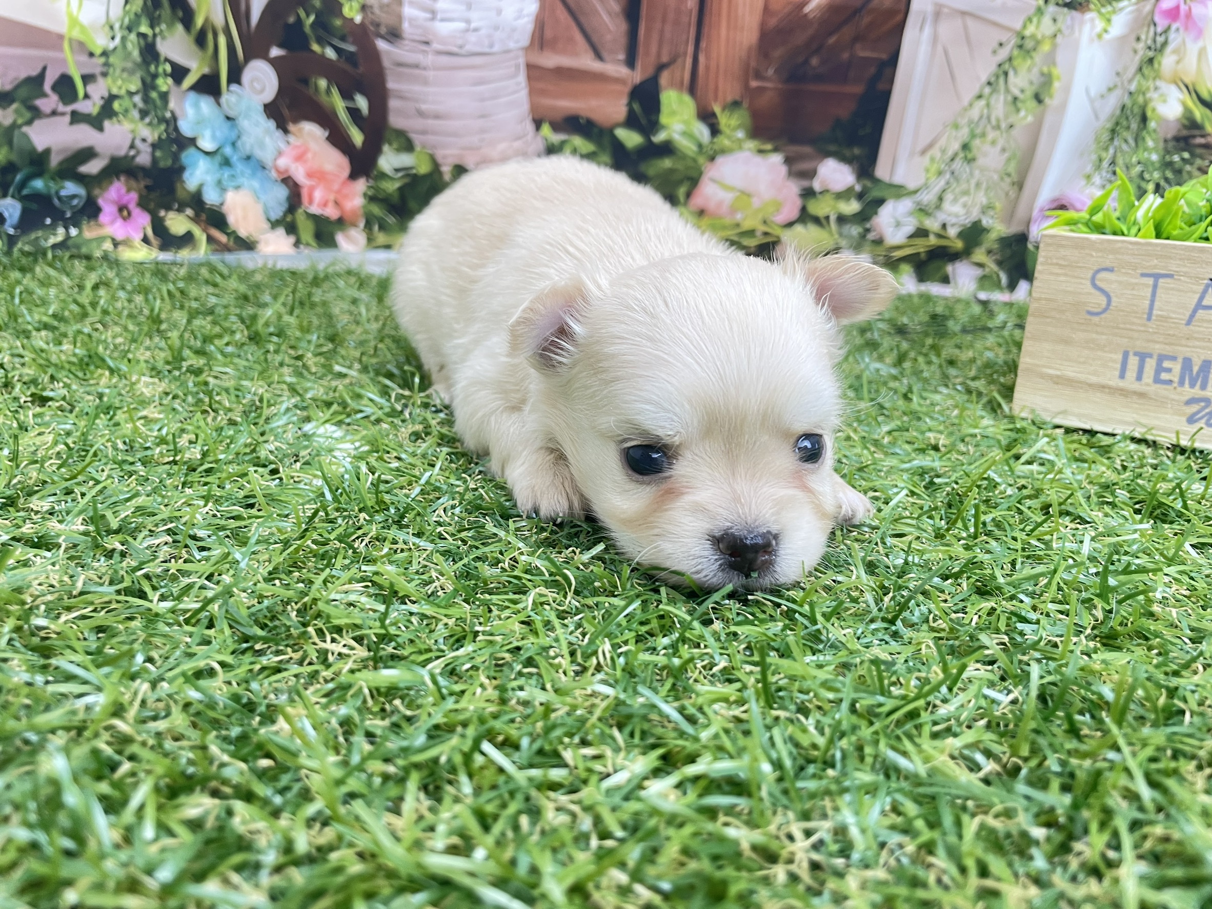 赤ちゃん写真2-1